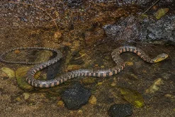 Dreiecks-Fischnatter, Xenochrophis trianguligerus