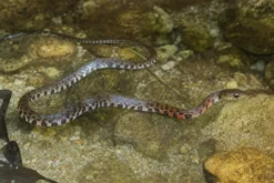 Dreiecks-Fischnatter, Xenochrophis trianguligerus