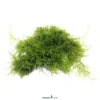 Dreiecksmoos, Vesicularia spec. Triangelmoos, Moos lose im 100 ml Becher