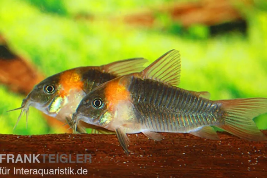 Dreieckspanzerwels, Corydoras eques tefe