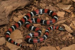 Dreifarben-Hakennasennatter, Xenodon pulcher