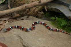 Dreifarben-Hakennasennatter, Xenodon pulcher
