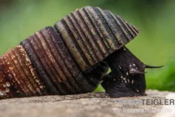Dreifarbige Zwergperlhuhnschnecke, Tylomelania sp.