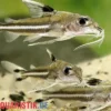 Dreifleck-Dornwels, Tenellus trimaculatus