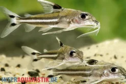 Dreifleck-Dornwels, Tenellus trimaculatus
