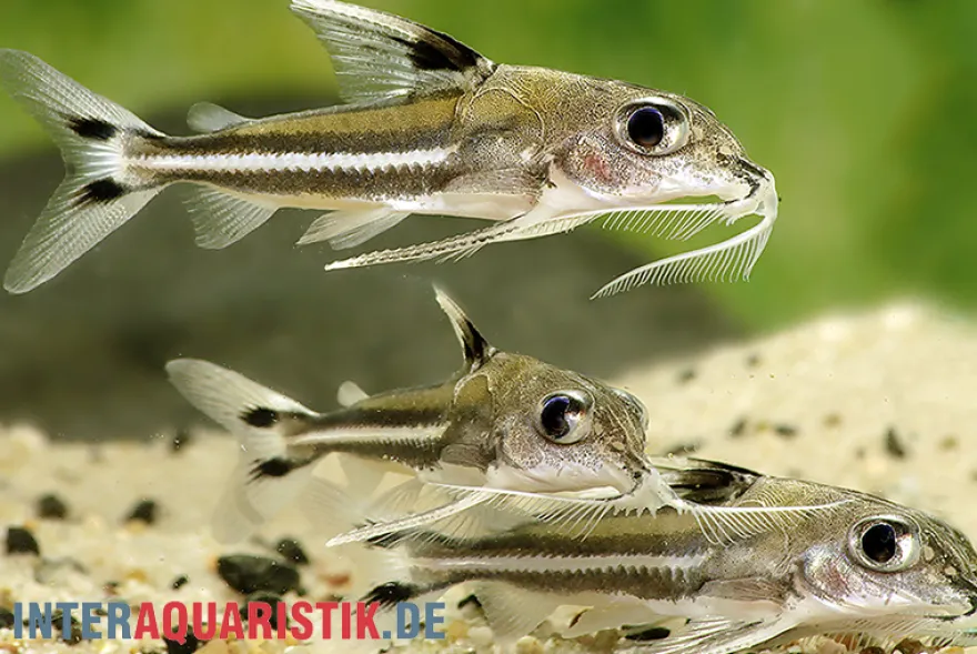 Dreifleck-Dornwels, Tenellus trimaculatus
