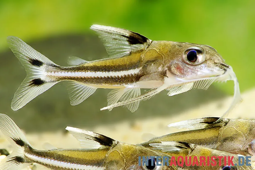 Dreifleck-Dornwels, Tenellus trimaculatus