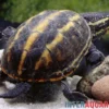 Dreistreifen-Klappschildkröte, Kinosternon baurii