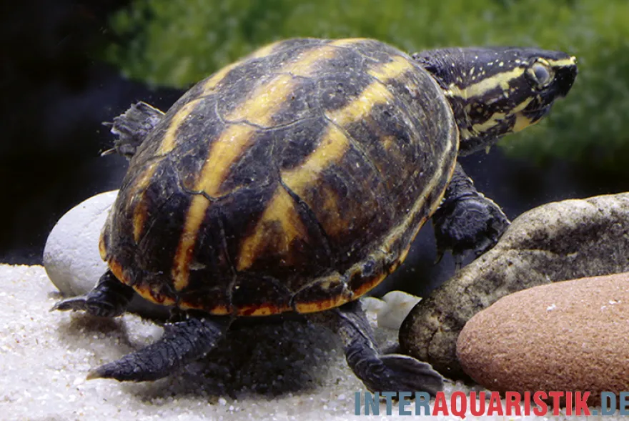 Dreistreifen-Klappschildkröte, Kinosternon baurii