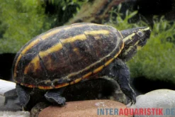 Dreistreifen-Klappschildkröte, Kinosternon baurii