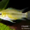 Dreistreifen-Zwergbuntbarsch, Apistogramma trifasciata M