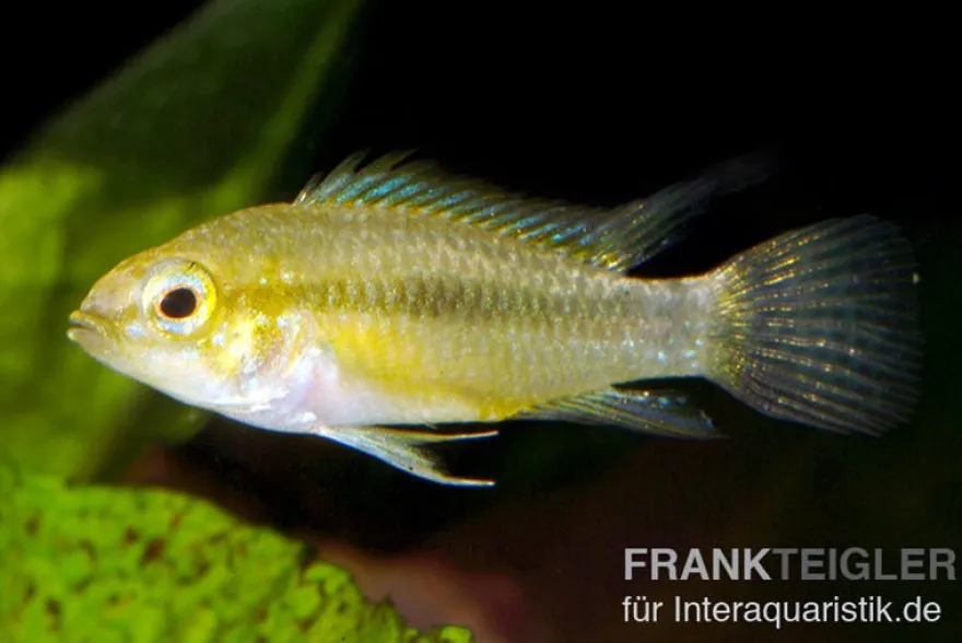 Dreistreifen-Zwergbuntbarsch, Apistogramma trifasciata M