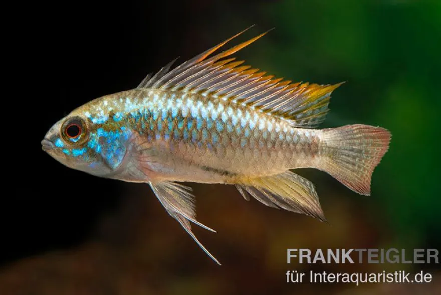 Dreistreifen-Zwergbuntbarsch, Apistogramma trifasciata M