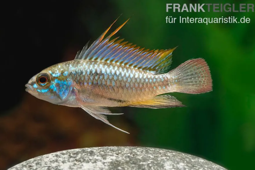 Dreistreifen-Zwergbuntbarsch, Apistogramma trifasciata M