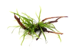 Dreizackfarn, Microsorum pteropus "Trident" auf Spiderwood