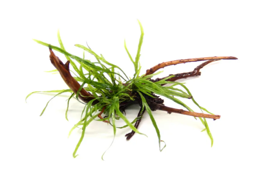 Dreizackfarn, Microsorum pteropus "Trident" auf Spiderwood