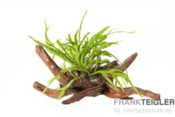 Dreizackfarn, Microsorum pteropus "Trident" auf Spiderwood