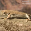 Dumérils Fransenfingereidechse, Acanthodactylus scutellatus
