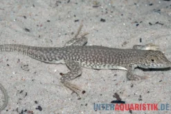 Dumérils Fransenfingereidechse, Acanthodactylus scutellatus