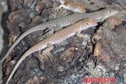 Dumérils Fransenfingereidechse, Acanthodactylus scutellatus