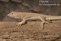 Dumérils Fransenfingereidechse, Acanthodactylus scutellatus