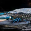 Dunkelblauer Krebs Snake Skin, Cherax sp. Blue Moon Snake Skin - Zufällig