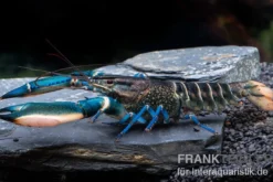 Dunkelblauer Krebs Snake Skin, Cherax sp. Blue Moon Snake Skin - Zufällig