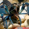 Dunkelblauer Krebs Variante I, Cherax sp. "Blue Moon Type I" - Zufällig