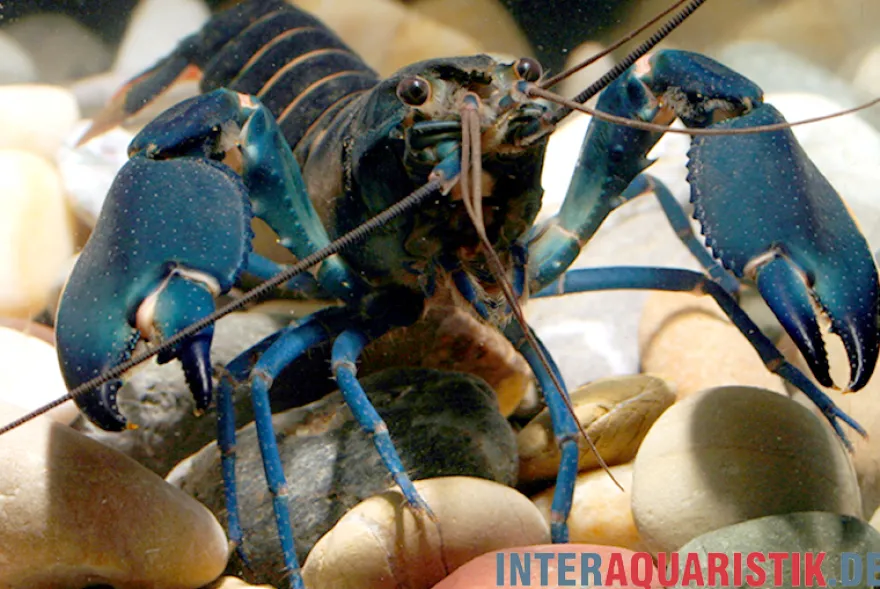 Dunkelblauer Krebs Variante I, Cherax sp. "Blue Moon Type I" - Zufällig