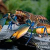 Dunkelblauer Krebs Variante III, Cherax sp. "Blue Moon Type III" - Zufällig