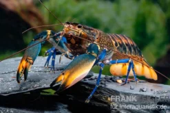 Dunkelblauer Krebs Variante III, Cherax sp. "Blue Moon Type III" - Zufällig