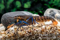 Dunkelblauer Krebs Variante III, Cherax sp.