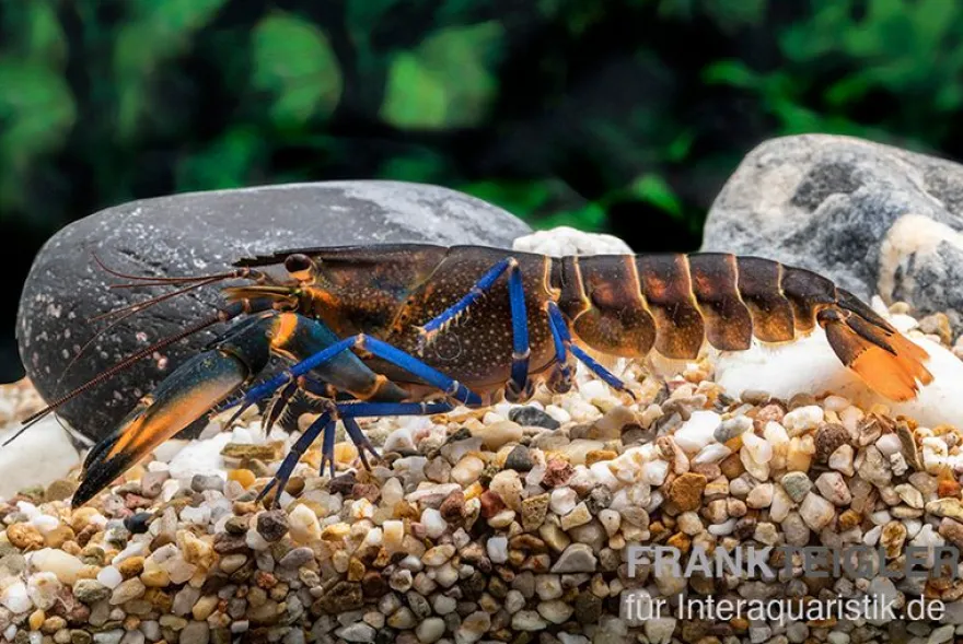 Dunkelblauer Krebs Variante III, Cherax sp. "Blue Moon Type III" - Zufällig