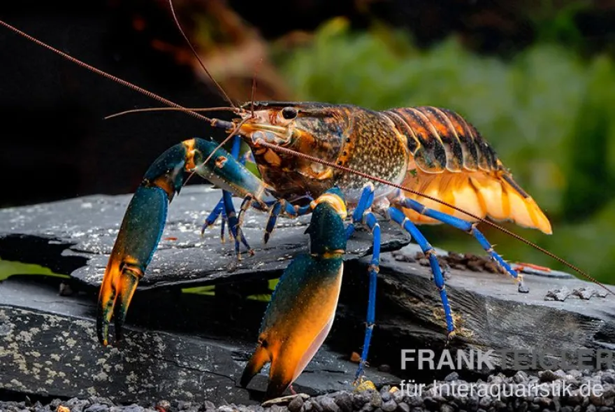 Dunkelblauer Krebs Variante III, Cherax sp. "Blue Moon Type III" - Zufällig
