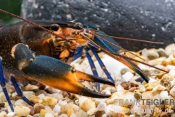 Dunkelblauer Krebs Variante III, Cherax sp.