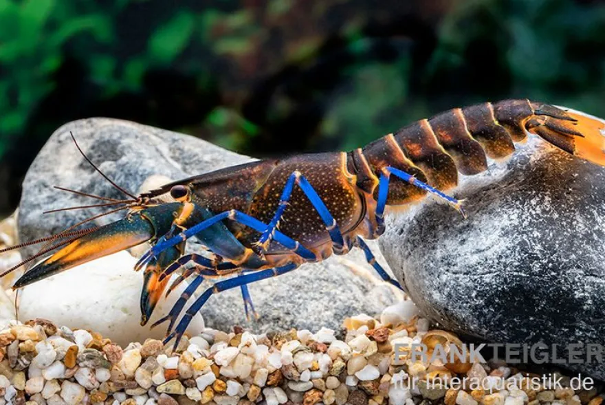 Dunkelblauer Krebs Variante III, Cherax sp. "Blue Moon Type III" - Zufällig