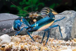 Dunkelblauer Krebs Variante II, Cherax sp. "Blue Moon Type II" - Zufällig