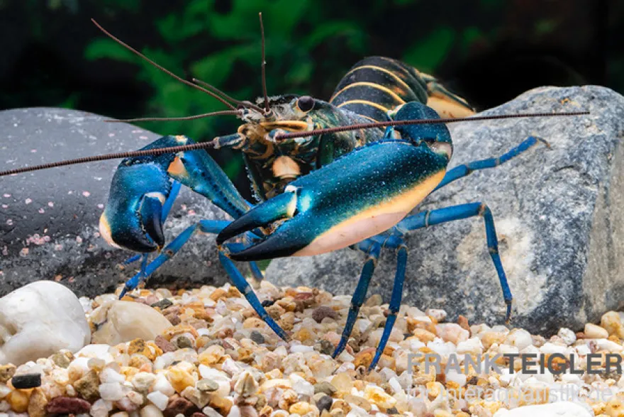 Dunkelblauer Krebs Variante II, Cherax sp. "Blue Moon Type II" - Zufällig