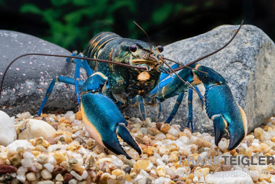 Dunkelblauer Krebs Variante II, Cherax sp. "Blue Moon Type II" - Zufällig