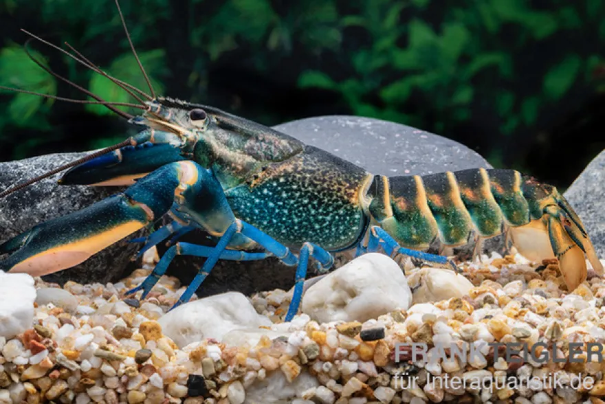 Dunkelblauer Krebs Variante II, Cherax sp. "Blue Moon Type II" - Zufällig