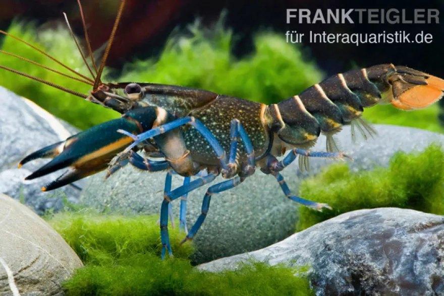 Dunkelblauer Krebs Variante II, Cherax sp. "Blue Moon Type II" - Zufällig