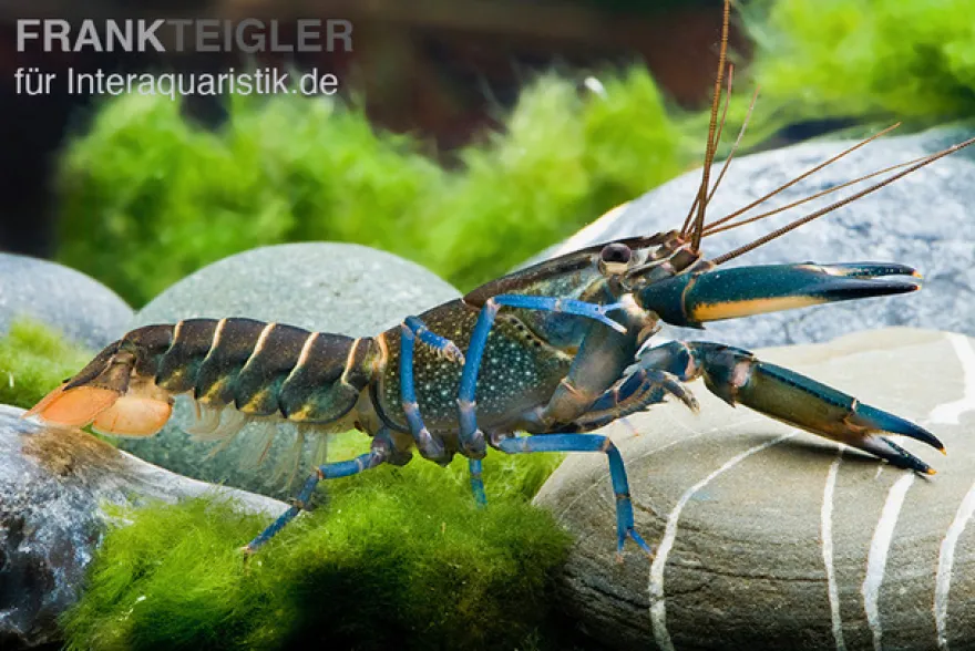 Dunkelblauer Krebs Variante II, Cherax sp. "Blue Moon Type II" - Zufällig