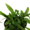 Dunkelgrüner Wasserkelch, Cryptocoryne walkeri (lutea), im Topf