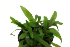 Dunkelgrüner Wasserkelch, Cryptocoryne walkeri (lutea), im Topf