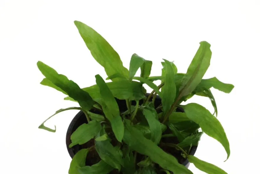 Dunkelgrüner Wasserkelch, Cryptocoryne walkeri (lutea), im Topf