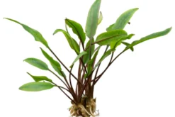 Dunkelgrüner Wasserkelch, Cryptocoryne walkeri (lutea), im Topf