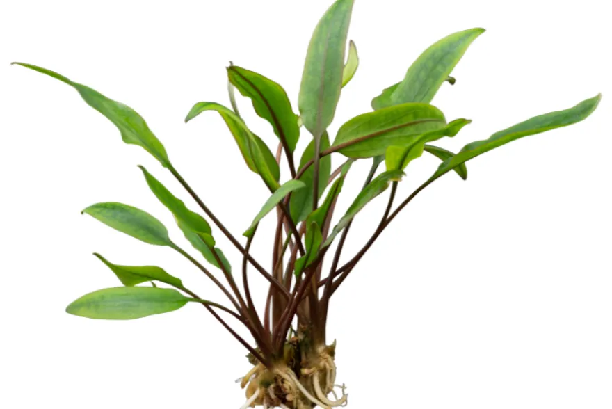 Dunkelgrüner Wasserkelch, Cryptocoryne walkeri (lutea), im Topf