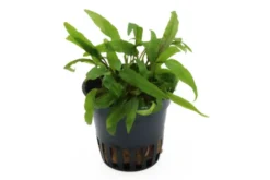 Dunkelgrüner Wasserkelch, Cryptocoryne walkeri (lutea), im Topf