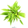 Dunkelorangener Wasserkelch, Cryptocoryne affinis 'Dark Orange', im Topf