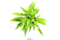 Dunkelorangener Wasserkelch, Cryptocoryne affinis 'Dark Orange', im Topf